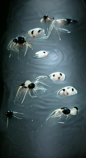Mnemiopsis Swarm Against Black Backdrop