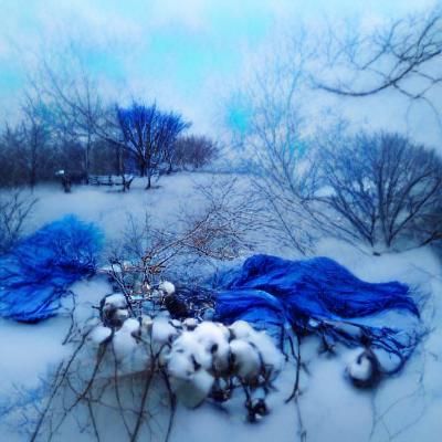 Winter Landscape Enrobed in Blue Snow