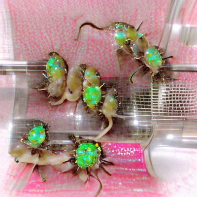 Emerald Rats