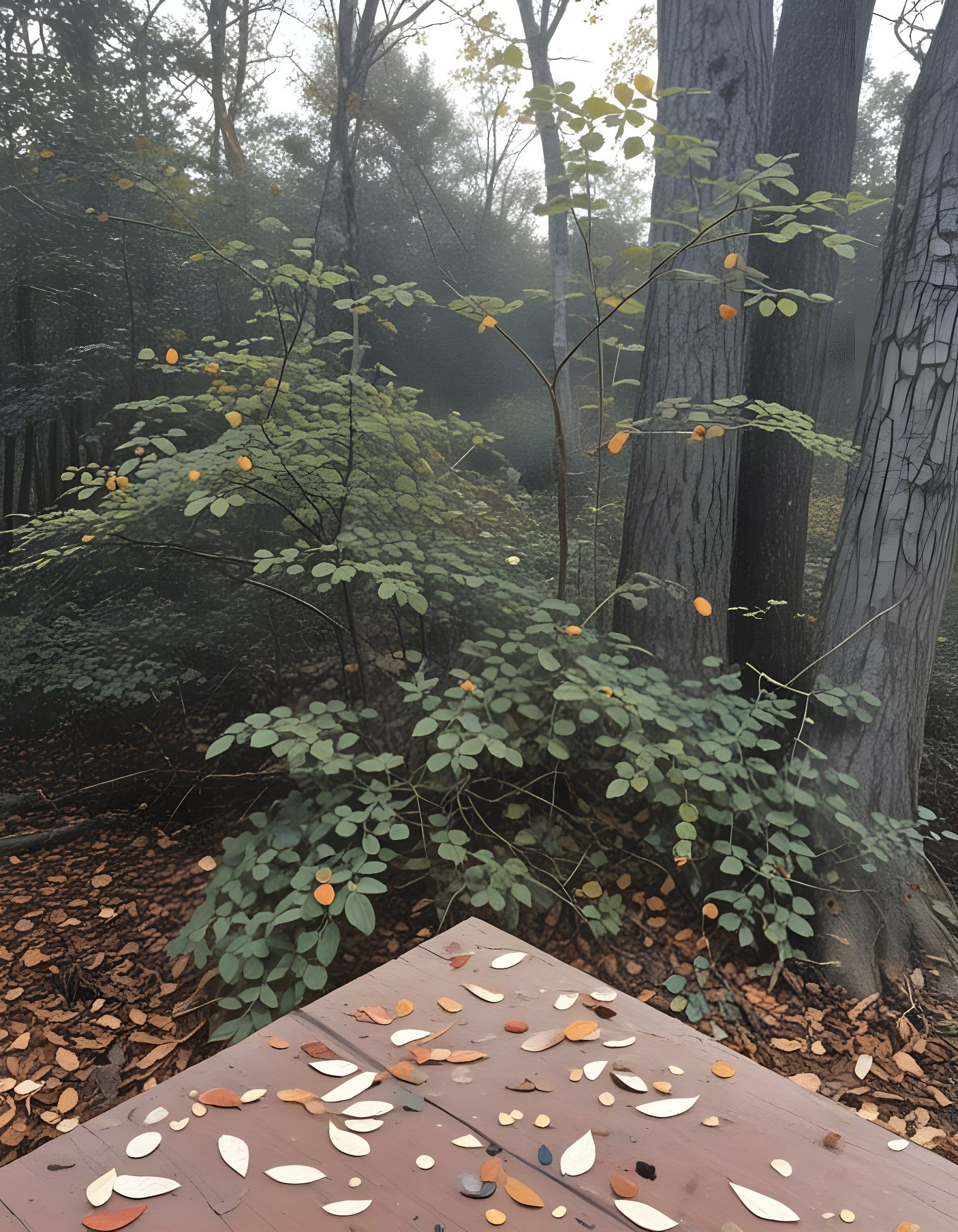 Picnic Table With Scattered Leaves at Woods Edge