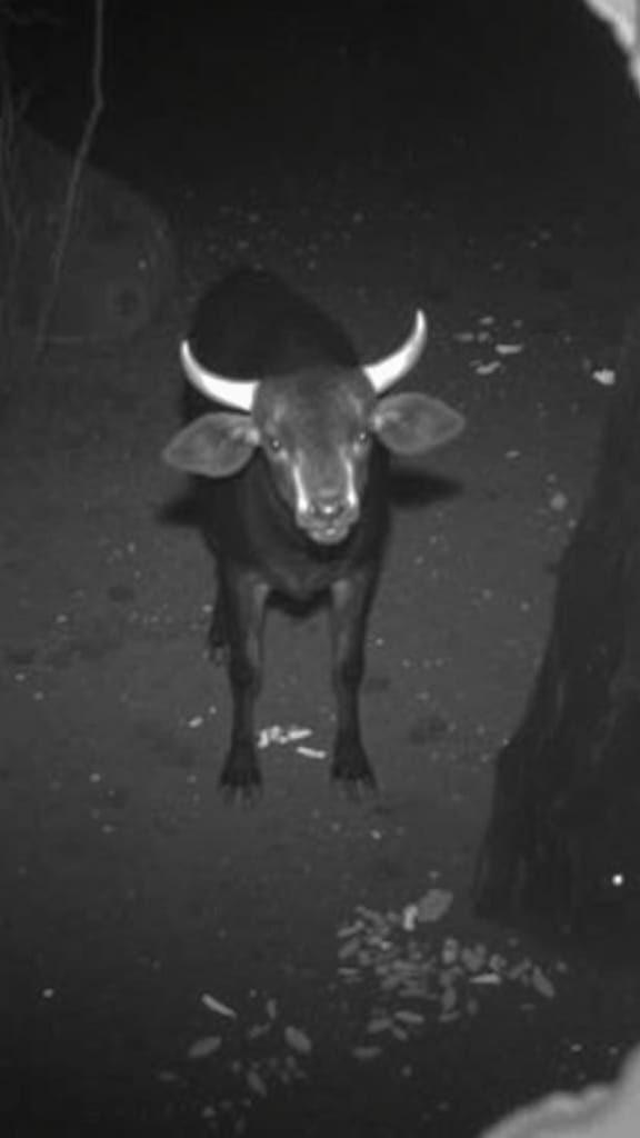 Zoos , full of animals that no one ever sees, cameras at the...