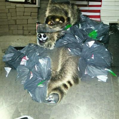 Raccoon Image Generated by AI