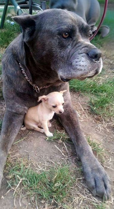 Cane Corso and Chihuahua Portrait