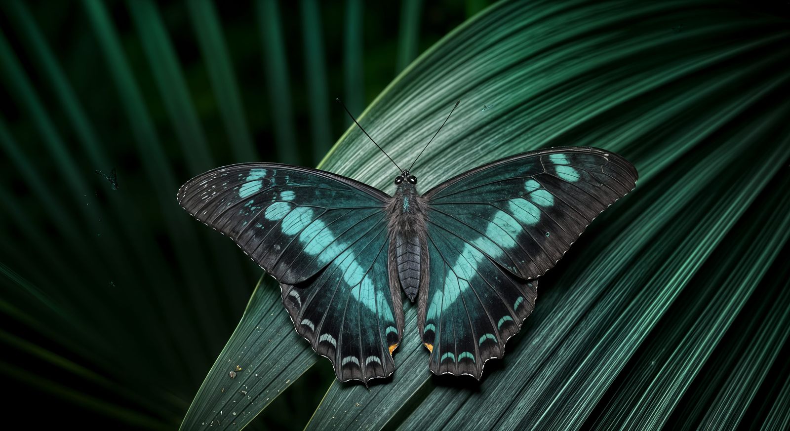 Iridescent Butterfly on Tropical Leaves in Golden Hour
