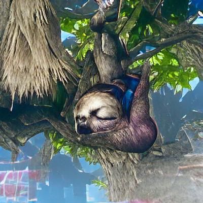 Sloth Asleep in Tree Canopy