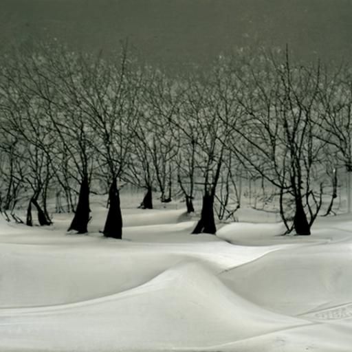 Snowy Forest Scene in Winter