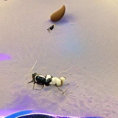 Giant Ant Eats Bean on Spaceship