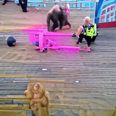 Pink Chimpanzee Conquers Blackpool Pier