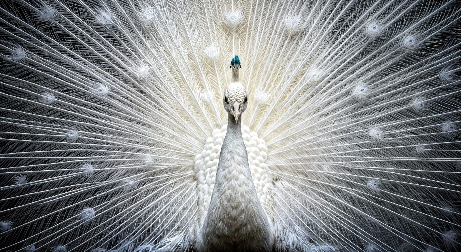 Vibrant Fractal Peacock Display