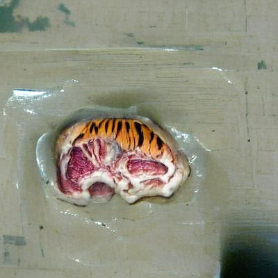Striking Digital Illustration of a Tiger Brain