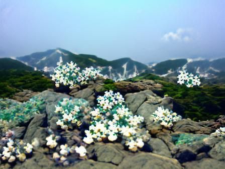 Mountain Sea Flowers AI Interpretation