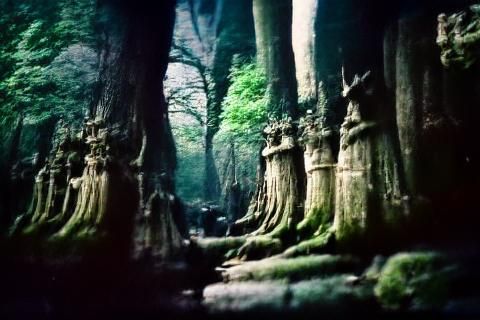 Magical Dark Ancient Forest