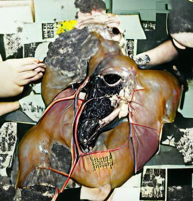 Horse autopsy