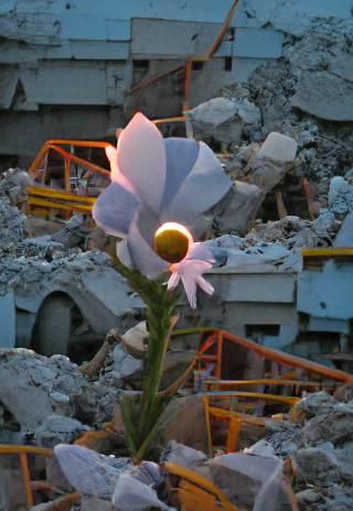 Blooming Flower at Dusk in Rubble