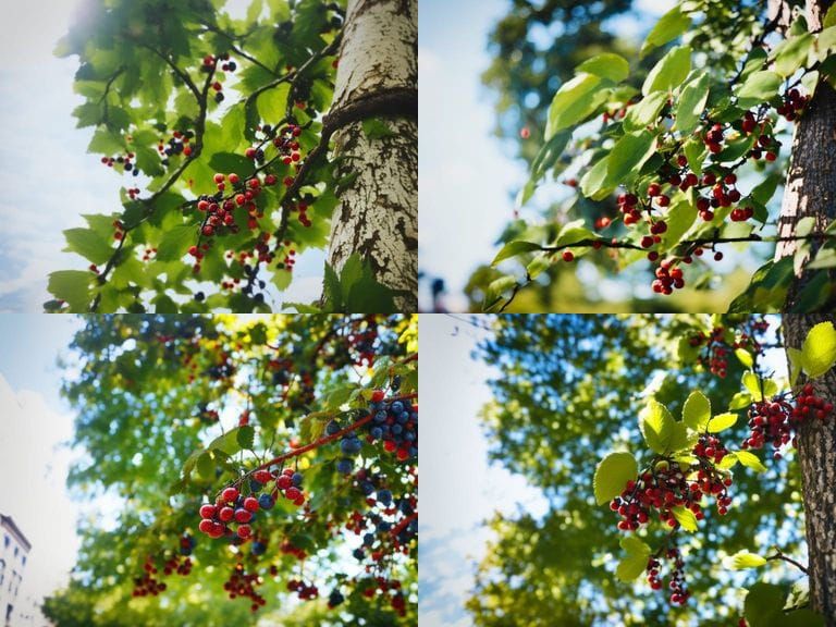 Tree with Berries in Cinematic Street Photography Style