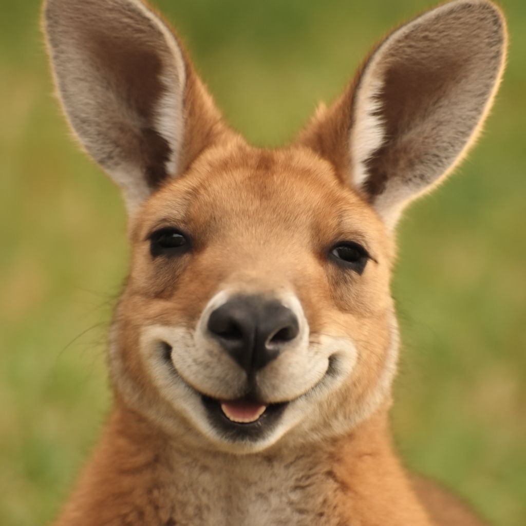 Smiling Kangaroo Face Close-Up