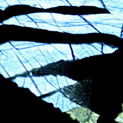 Shadowy Canopy Reflected in Crystalline Water