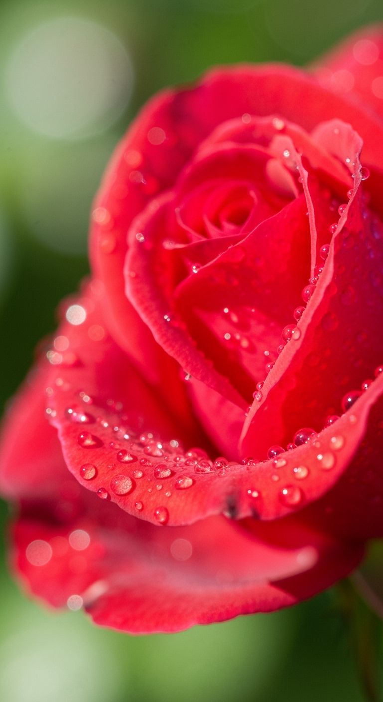 Glistening Raindrops on Delicate Flower Petals