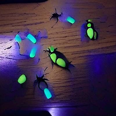 Bioluminescent Bugs Light Up Dark Forest