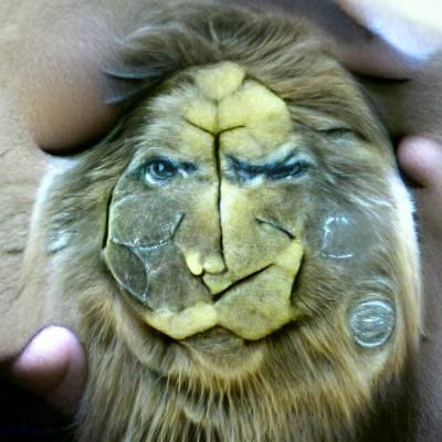 Majestic Lion Face Portrait