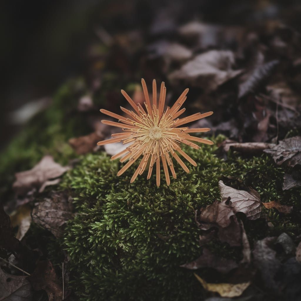 Surreal Floral Bloom Radiates on Forest Floor