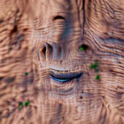 Grinning Face in Tree Bark, High Resolution