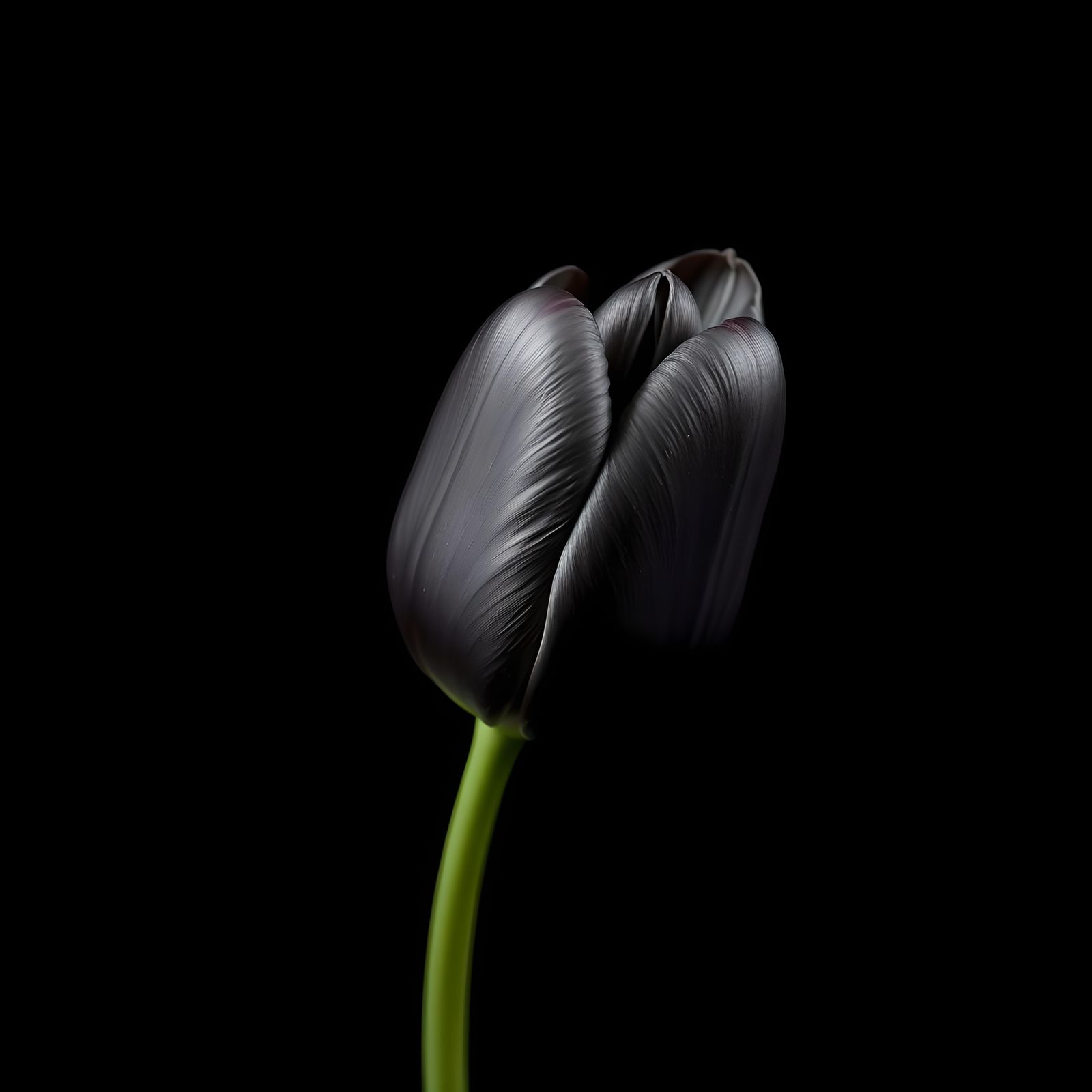 Hyperrealistic Black Tulip Bud on Black Background