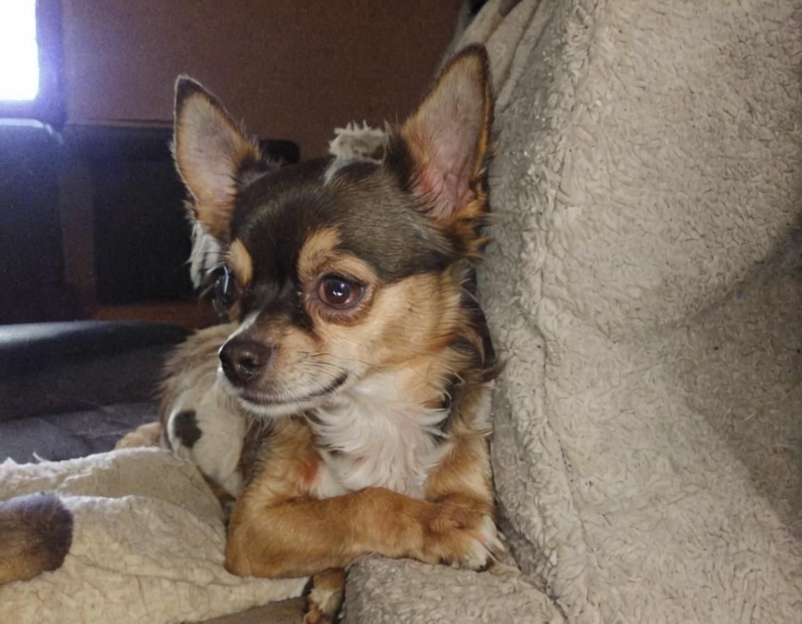 MY CHIHUAHUA RALPHIE