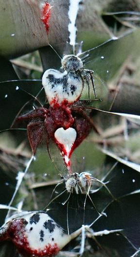 Spider Consuming a Bloody Heart