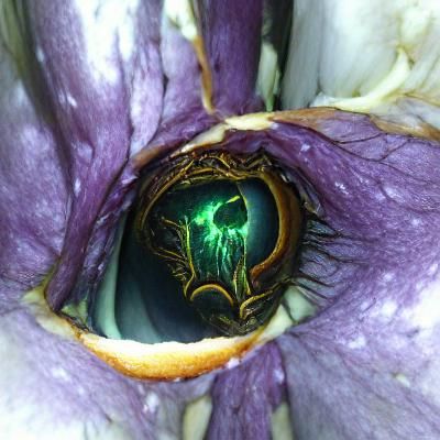 Eye Iris Reveals Alien Landscape