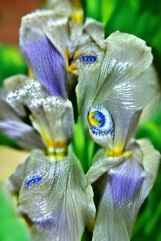 Macro Photograph of Iris Flowers in Sharp Focus