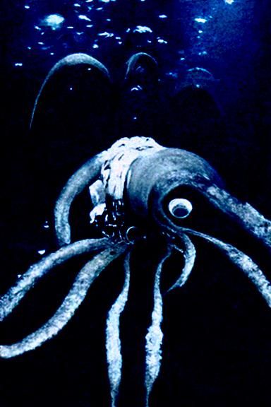 Giant Squid Suspended Underwater in Film Noir Style