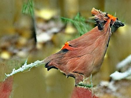 Stunning Portrait of a Northern Cardinal