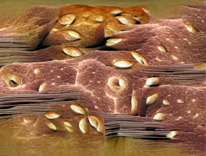 Biomorphic Bread Numbers in Surreal Style