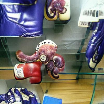 Boxing Octopus Ready to Rumble