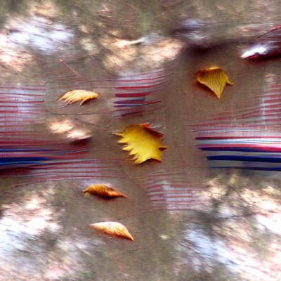 Autumn Leaves Falling: A Colorful Scene