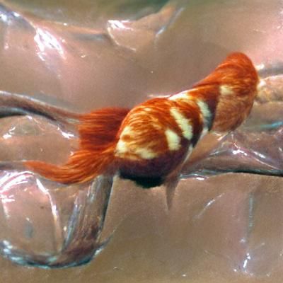 AI Image of Ron Jabbar