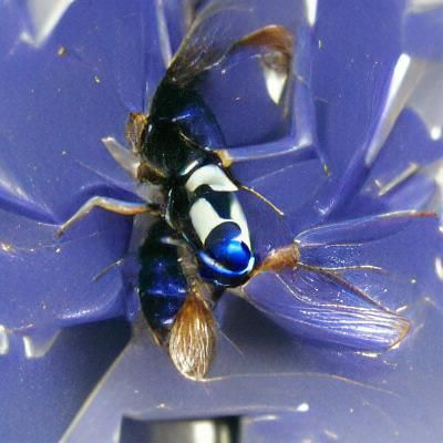 Sigma Male AI Generated Image