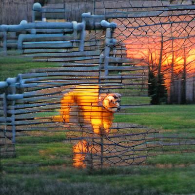 Happy Dog in Yard at Sunset
