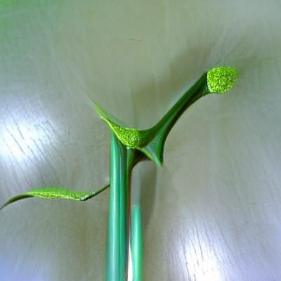 Green Stem Close-Up: A Study in Simplicity