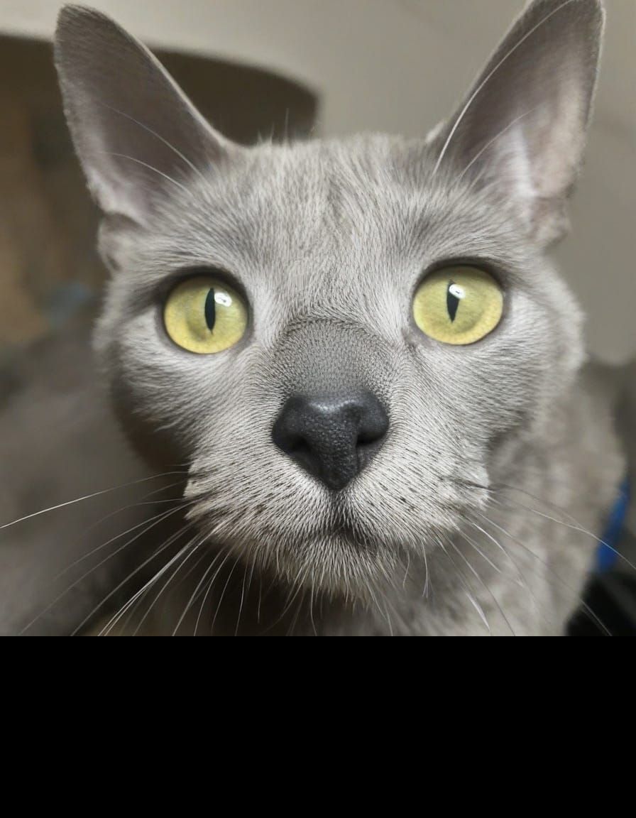 A Charming Image of Dinky