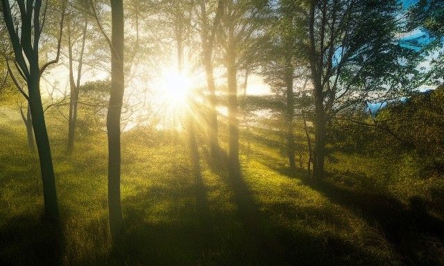 Sunlight Through Trees: Entangled Landscape in Luminist Styl...