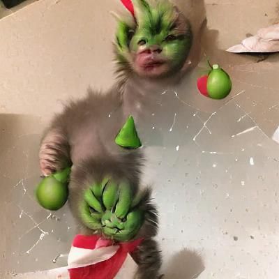 Grinch Baby Cat: A Whimsical Feline Portrait