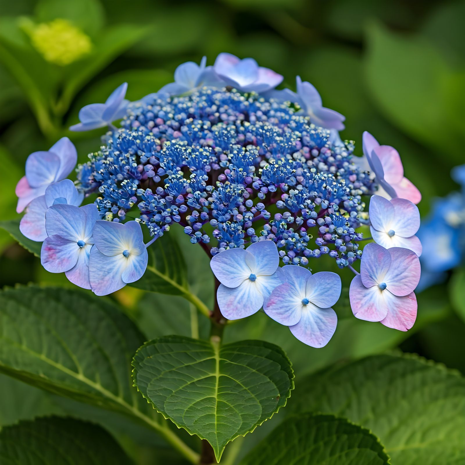 Botanical Masterpiece of Mountain Hydrangea Bluebird in Vivi...