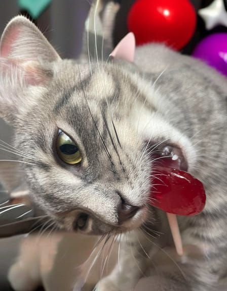 Doy the Candy Crazy Kitty Digital Art