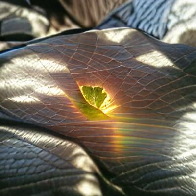 Sunlight Through Leaf: A Study in Light
