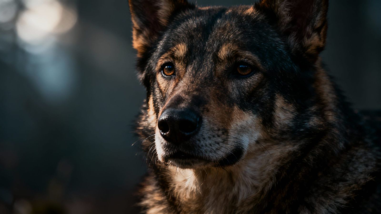 Hyperrealistic Canine Portrait with Cinematic Atmosphere