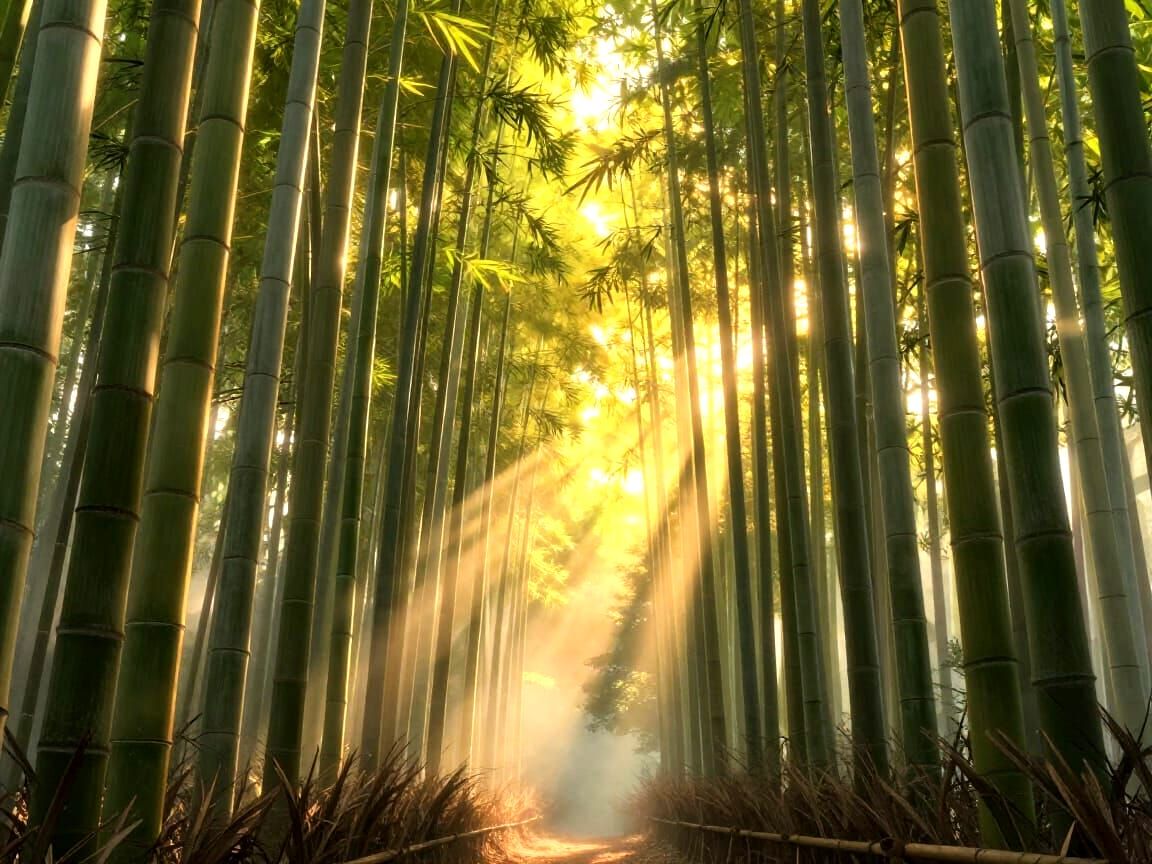 Arashiyama Bamboo Forest at Golden Hour