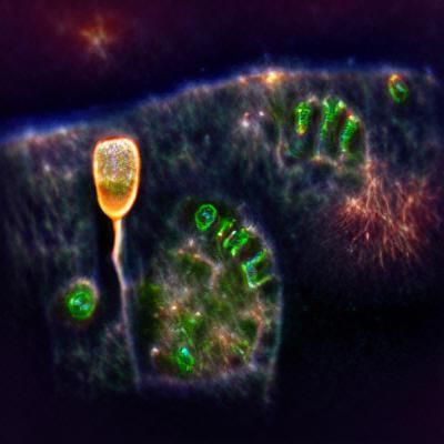 Life Cells in Anima Mundi: A Vibrant Depiction