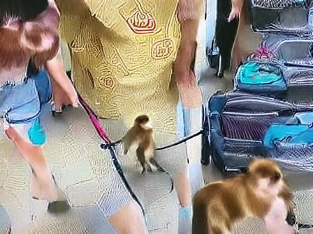 AI Interpretation: Human Reverting to Monkey
